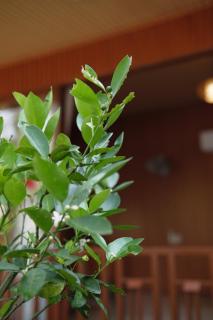 Khu Vườn Nhỏ-Le Petit Jardin Homestay BMT - 4