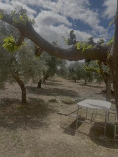 FINCA EL OLIVAR Casa Rural - 4