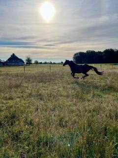 Idyllic natural setting at Zingelhof, between forest and meadows - 4