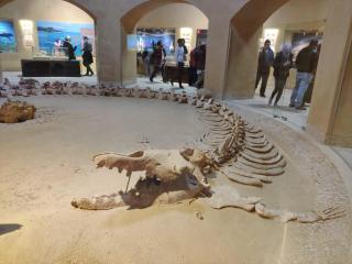 Safari Wadi al-Hitan - 4