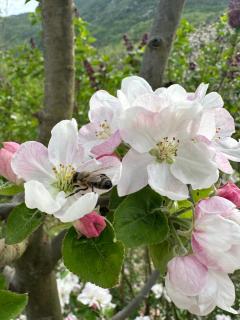 Aleksa - Cetinje - 5