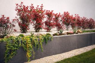 The Olive Hills - 3