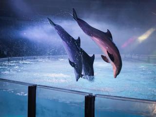 Bungalow in Breskens near Waterfront Beach - 4