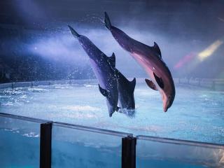 Bungalow in Breskens near Lighthouse & Beach - Breskens - 4