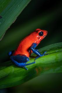 Cecropia Ecolodge - 0