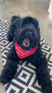 Beech Hill - Pet Friendly Holiday Home - 2