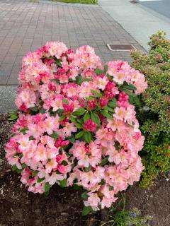 Private 1br guest suite - 4