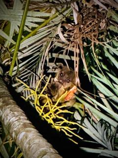 Villa Attalea Rainforest Pool Walk to Town - 8