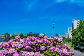 ジャイロ新小岩 - 8