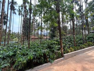 Coffee Gudda Resort - Luxury that grows naturally - 3