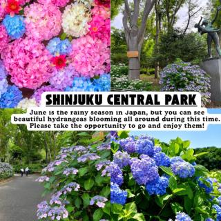 -Higashi-Shinjuku 1110- Within walking distance of Shinjuku Station! - 2