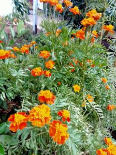 Çıralı Akkelle Apart - 4