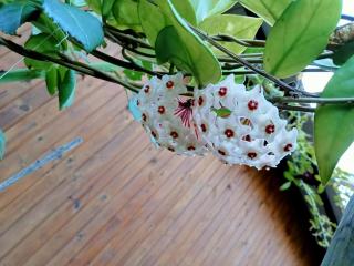 Çıralı Akkelle Apart - 9