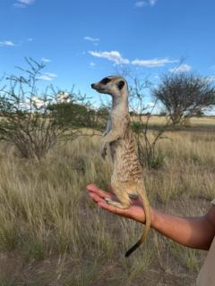 Boscia African Farm - 2