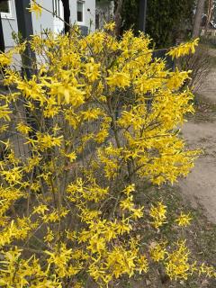 Waldtraum Wandlitzsee - 7