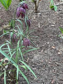 Waldtraum Wandlitzsee - 9