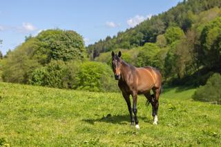 Ferienwohnungen Wilke Mühle - 6