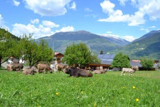 Hof am Schloss Apartment Edelweiss - 5