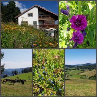 Haus Sonneck - 7
