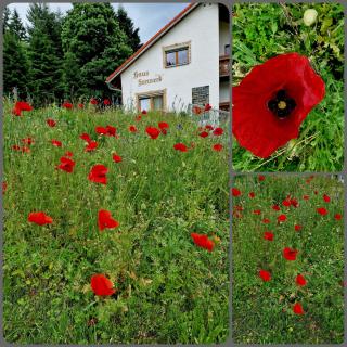 Haus Sonneck - 9