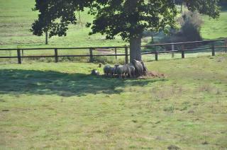 Gîte De La Haie Bourgère - 5