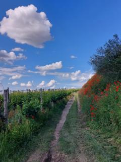 Gästehaus Weingut Mangel - Endingen am Kaiserstuhl - 4