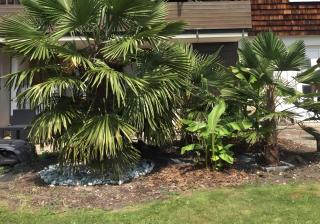 Ferienwohnung Palmengarten - 8