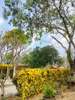 Hongthong - 5