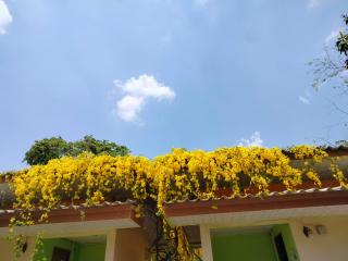 Hongthong - 9