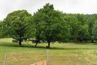 Ferienhof Huber - 1