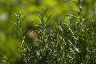 Villaggio Anemone Chalet Fragolina - 3