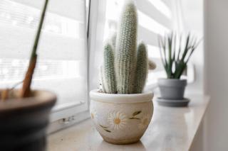 Ferienoase Waldklang - 7