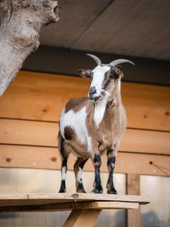 Lahnerhof Chalets mit Bergblick, Terrasse & Sauna im Ahrntal - Luttach - 3