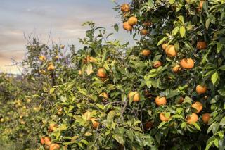 Finca RÚSTICA FELOSTAL Son Soleclau with Sauna & Pool - 3