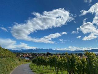 Panorama Seeblick - 1