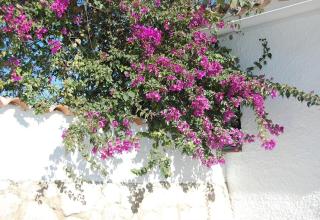 Fantastic renovated villa annex - 5