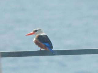 Villa Halcyon Caboverde - 7