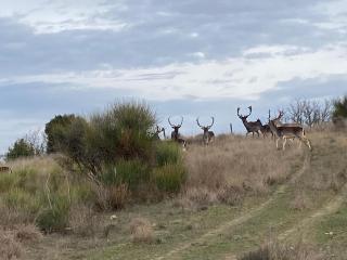 Retraire vue sur les Corbieres - 2