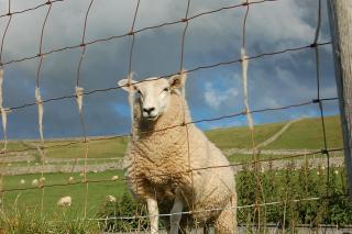 Dihangfa Wylau Holiday Escape Bungalow - 1