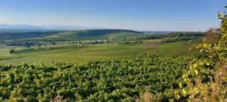 Ferienwohnung vino9 - 6