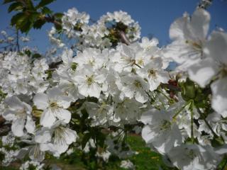 Obst- Und Ferienhof Karoline - 6