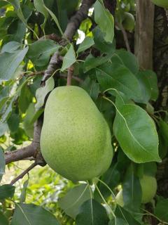 Obst- Und Ferienhof Karoline - 8