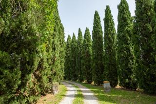 La pieve - Tulipani - 6