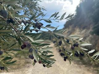 Elis Studio Luxury Apartment - 7