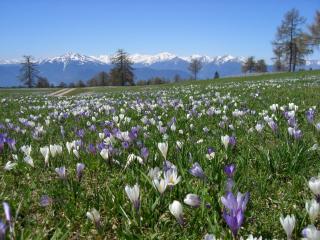 Ferienwohnung Valentin - Meltina - 1