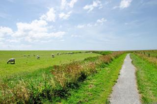 Seeschwalbe Hilgenriedersiel - Hagermarsch - 7