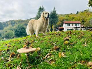 La rosa sul lago - 8