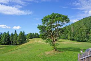 Luxury Chalet Giulia - 3