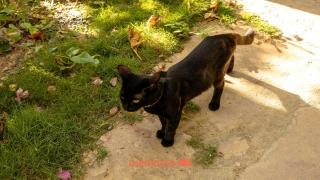 Suite em Pousada em Rio Grande com Piscina - 1
