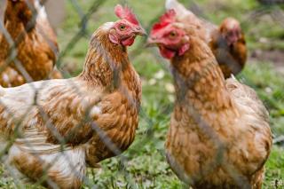 Ferienwohnung Bächer - 6